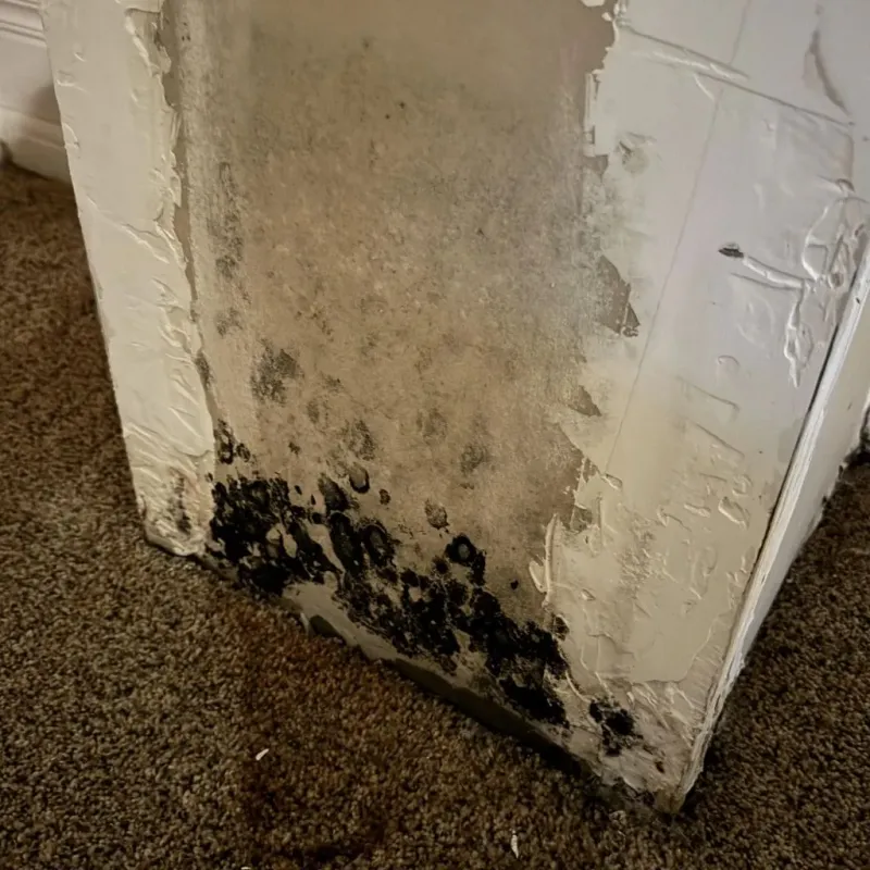 Professional Mold Removal in Greenfield, MO